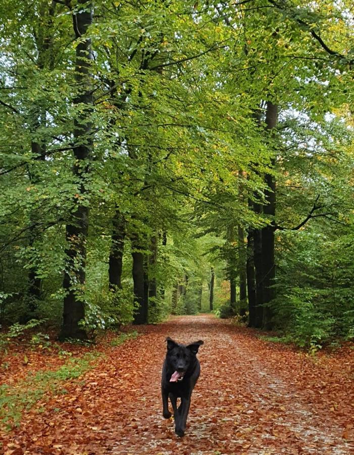 Luxe Zomerwoning Met Omheinde Tuin Voor Hond En Kinderen Dirkshorn Экстерьер фото